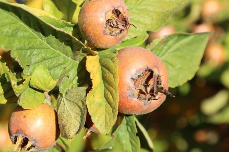 Owoce nieszpułki zwyczajnej