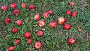 Sprawdź, co zrobić z opadłymi jabłkami.