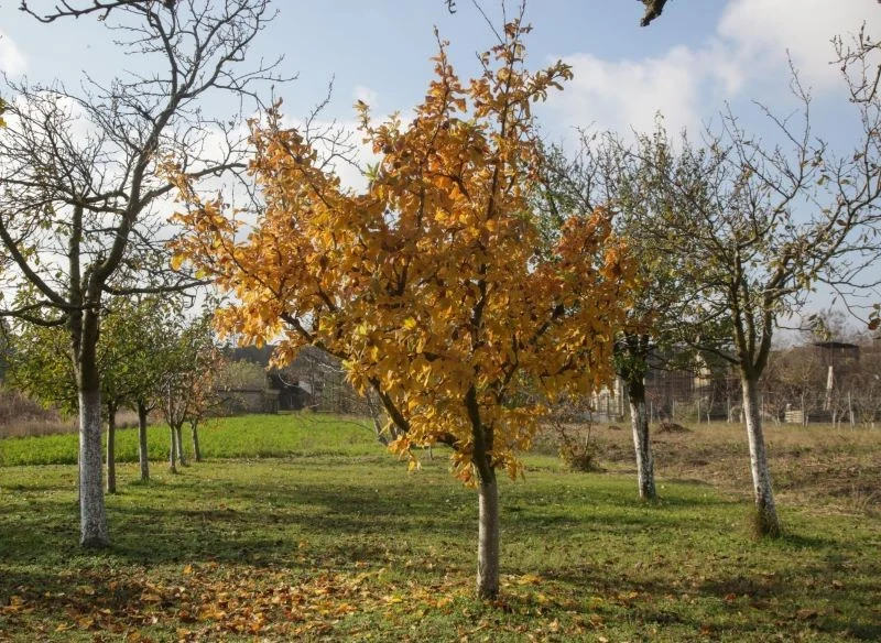 Nieszpułka zwyczajna zwykle jest drzewem, chociaż po odpowiednim przycięciu może mieć krzewiasty pokrój