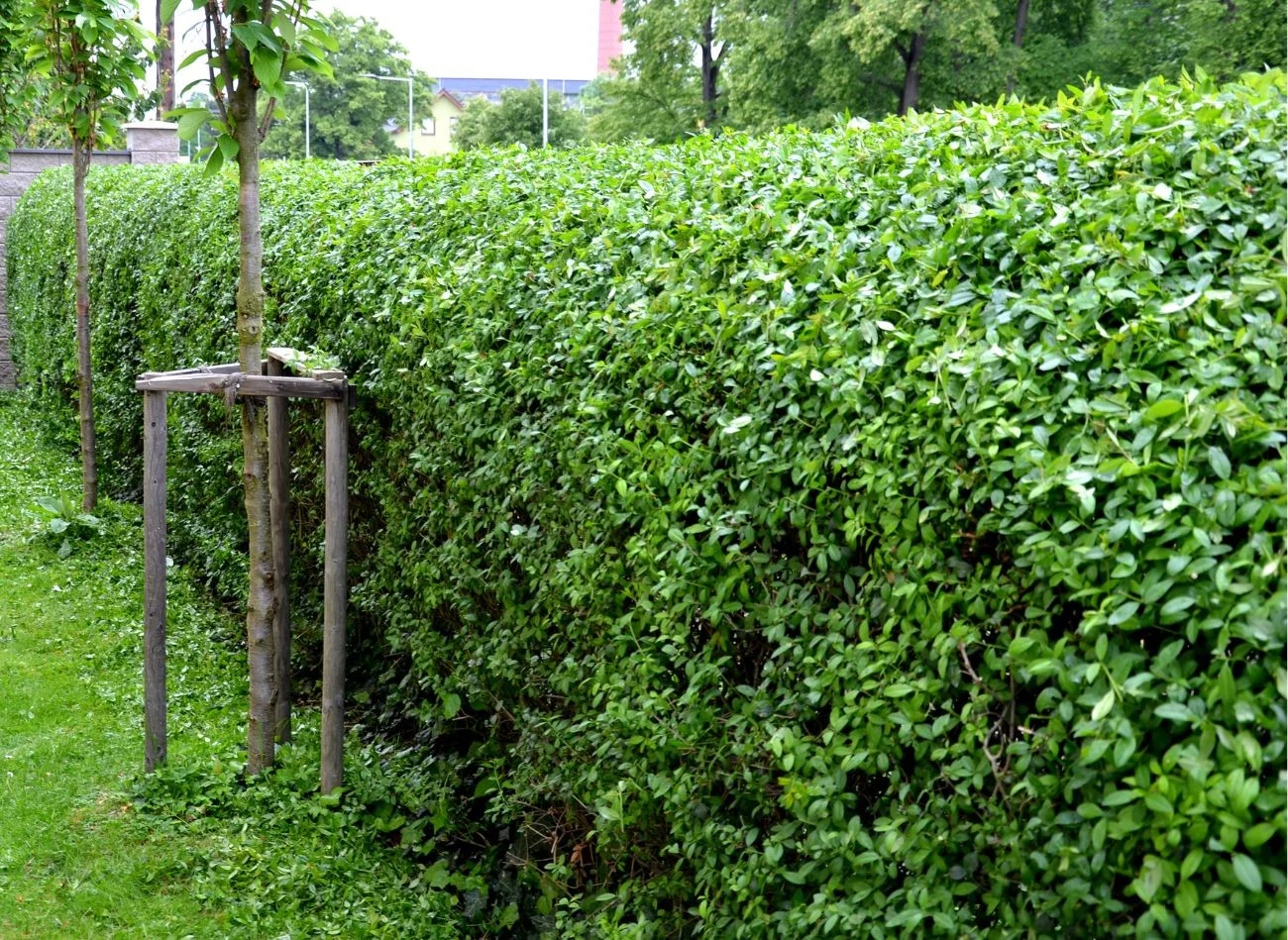 Ligustr zimozielony jest ceniony ze względu na odporność na mróz i szkodniki