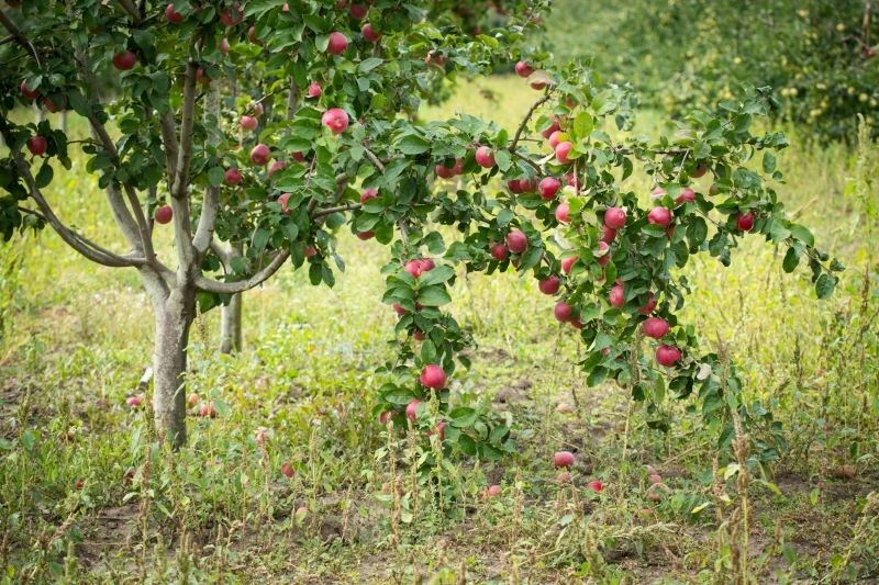 Do nawozów wykorzystajmy jabłka opadłe ze zdrowych drzew