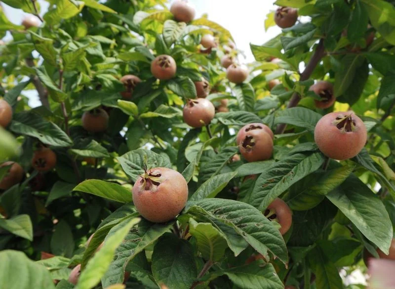Nieszpułka zwyczajna jest prosta w uprawie