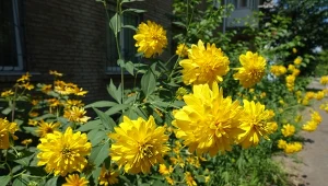 Rudbekia naga to okazała bylina, która zachwyca swoimi kwiatami aż do przymrozków.