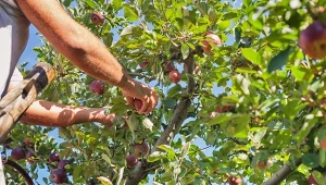 Letnie cięcie jabłoni powinniśmy przeprowadzić na 3–4 tygodnie przed planowanym zbiorem.