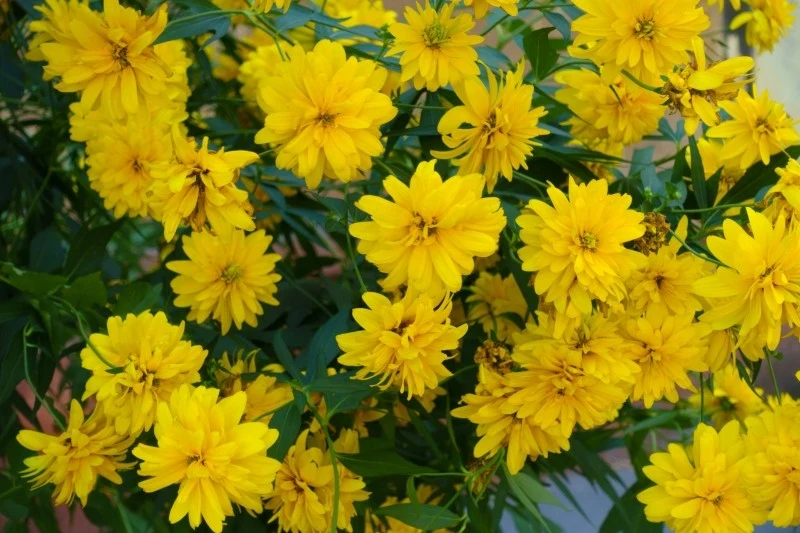 Niektóre odmiany rudbekii nagiej tworzą pełne kwiaty, które wyglądają jak złociste kule