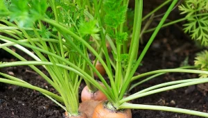 Sprawdź, dlaczego marchew jest zielona od góry oraz co zrobić, żeby korzenie nie zieleniały.