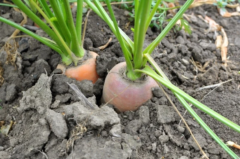 Marchew może zielenieć z powodu długotrwałej ekspozycji na światło słoneczne