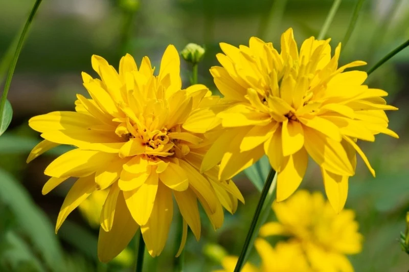 Rudbekia naga preferuje miejsca słoneczne lub półcieniste