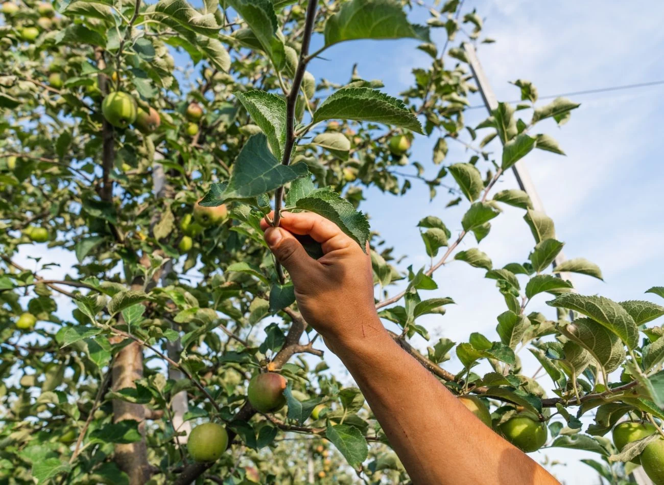 Podczas letniego przycinania jabłoni usuwamy pionowo rosnące pędy, zwane wilkami, które zagęszczają koronę drzewa