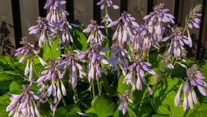 Sprawdź, co daje ścinanie przekwitłych host.