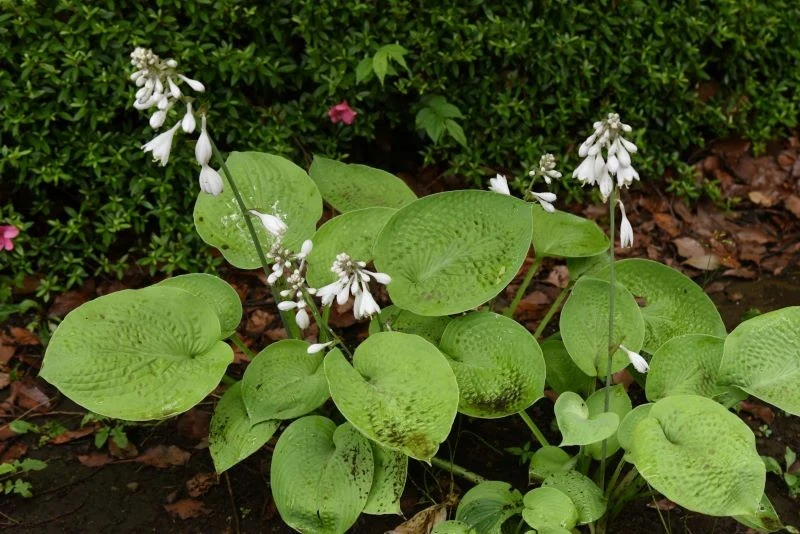 Przycinanie kwiatów host pobudza je do wzrostu i rozbudowy korzeni