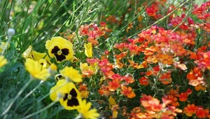 Laki to urocze rośliny, które przyciągają nie tylko zapachem. Idealnie wpasowują się na rabatach kwiatowych.