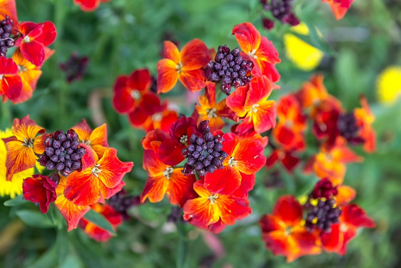 Lak nie jest trudny w uprawie - rośnie w pełnym słońcu i w półcieniu
