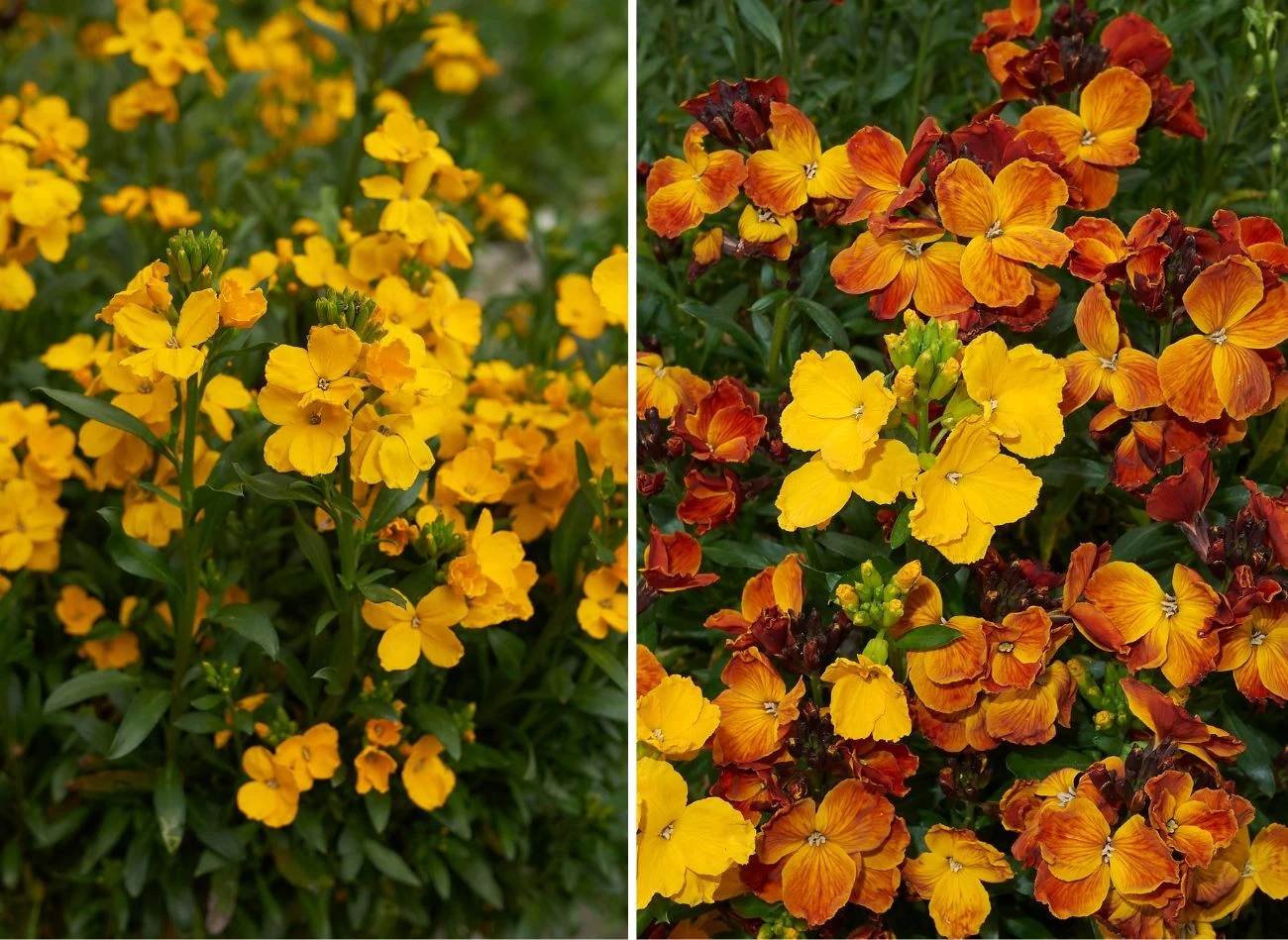 Laki można sadzić bezpośrednio w ziemi, ale nie tylko