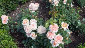 Na różach pojawiły się mrówki? Sprawdź, jak się ich pozbyć.