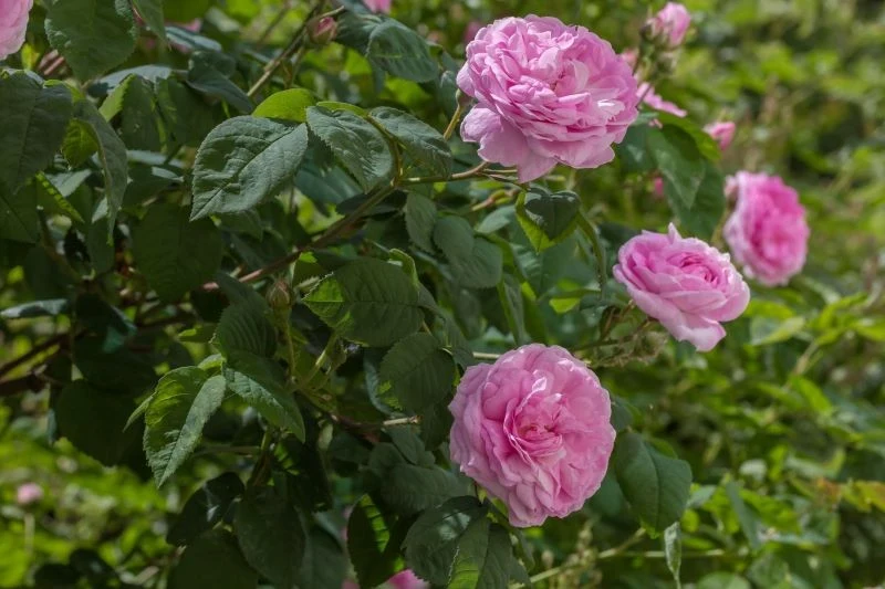 Mrówki na różach mogą oznaczać, że na krzewach żerują mszyce