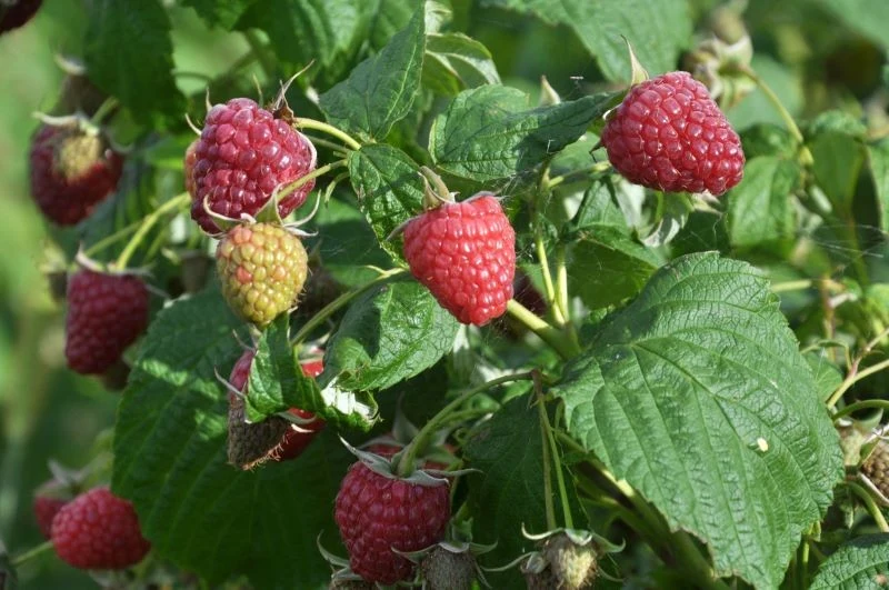 Maliny letnie w sierpniu wymagają cięcia