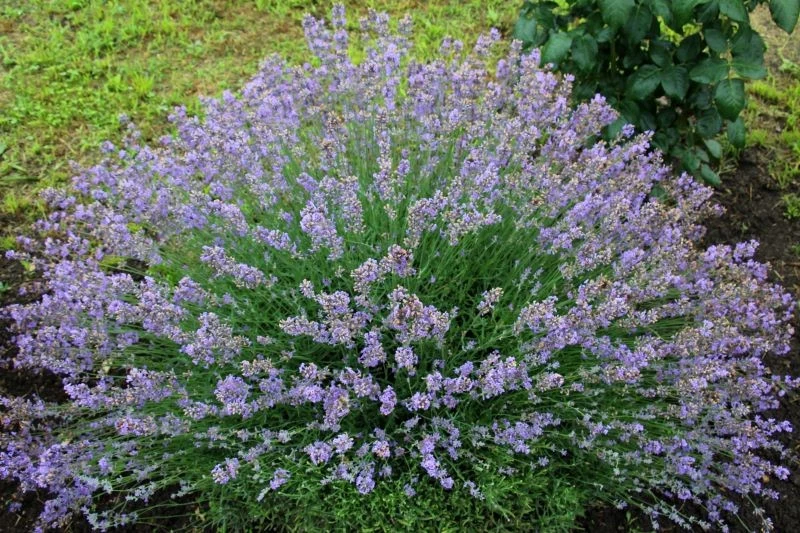 Lawenda będzie wdzięczna za sierpniowe cięcie