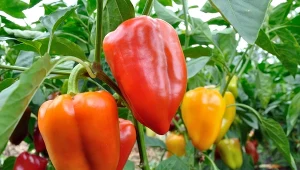 Jak przyspieszyć dojrzewanie papryki? Kluczowa jest jej pielęgnacja w sierpniu.