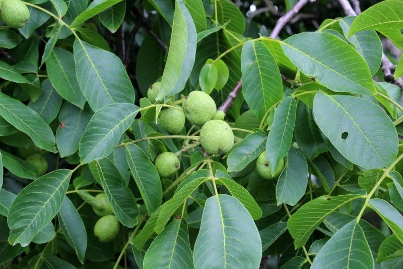 W sierpniu możemy delikatnie przyciąć starego orzecha włoskiego