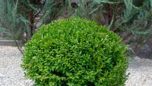 Jak przyciąć bukszpan, by ładnie się zagęścił?