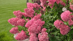 Chcesz mieć jeszcze więcej pięknych hortensji w swoim ogrodzie? Sprawdź, jak pozyskać nowe okazy.