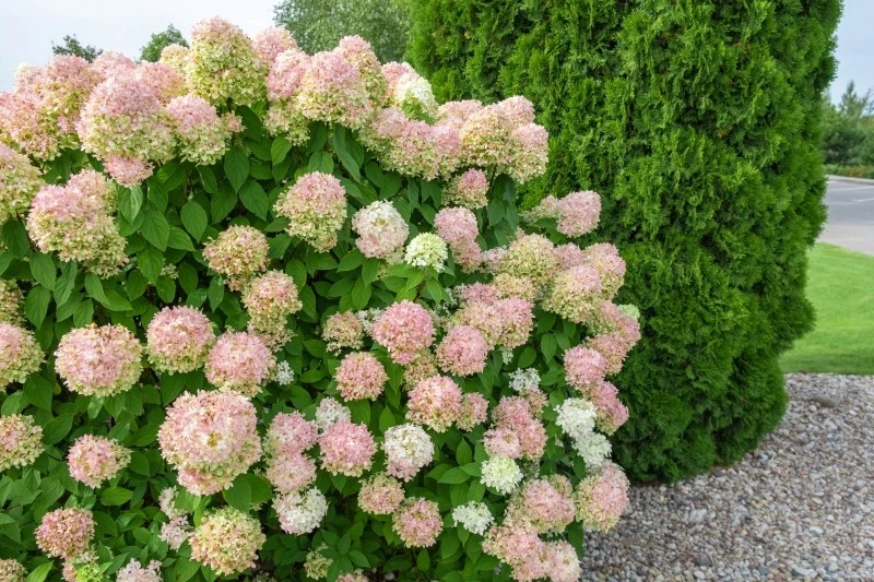 Rozmnażanie hortensji latem można przeprowadzić przez sadzonki półzdrewniałe