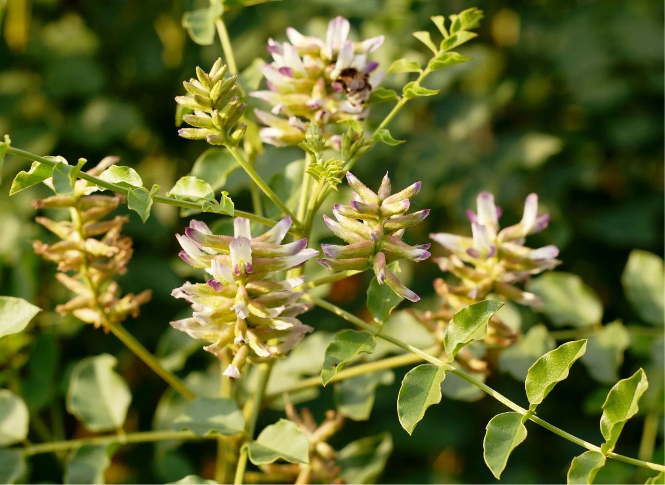Lukrecja potrzebuje regularnego nawożenia