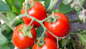 W jaki sposób podlewać pomidory, by im nie zaszkodzić? Czy pomidory trzeba podlewać tylko wodą? For. yurakp