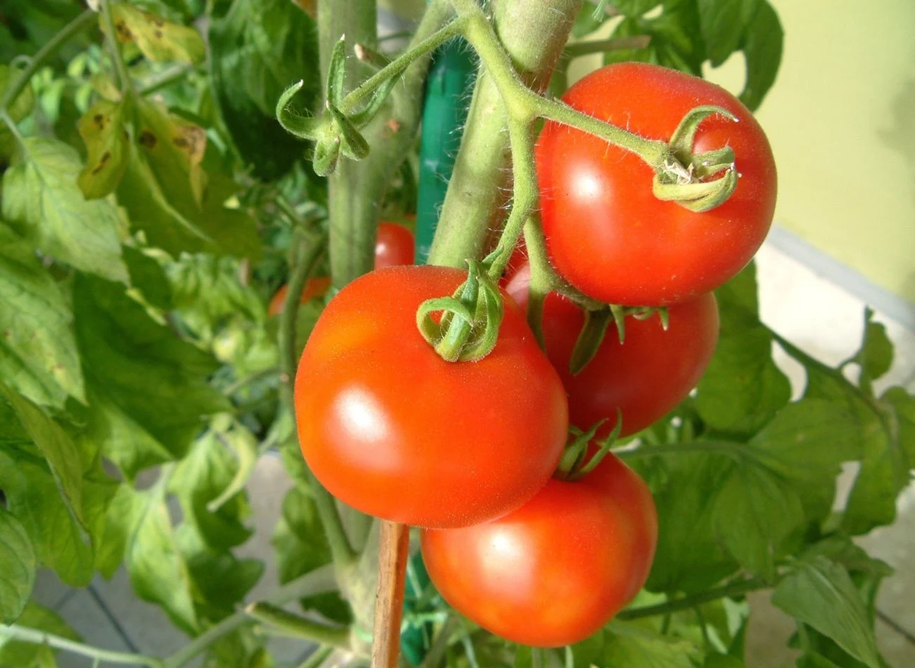 Oprócz wody pomidory potrzebują do prawidłowego wzrostu składników odżywczych