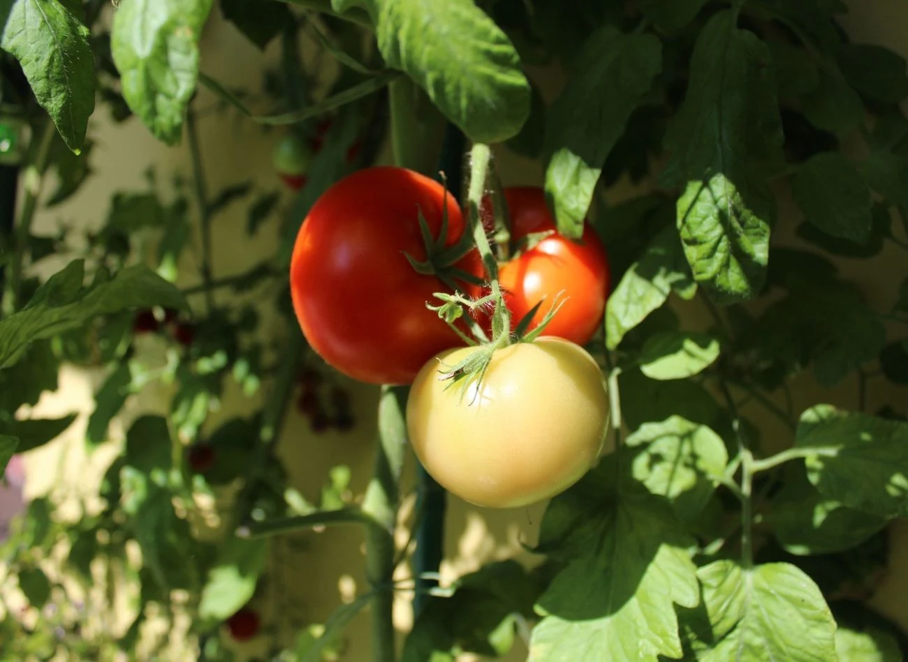 Pomidory trzeba podlewać regularnie, ale w określony sposób