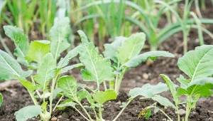 Kalarepę z rozsady można sadzić jeszcze w sierpniu.