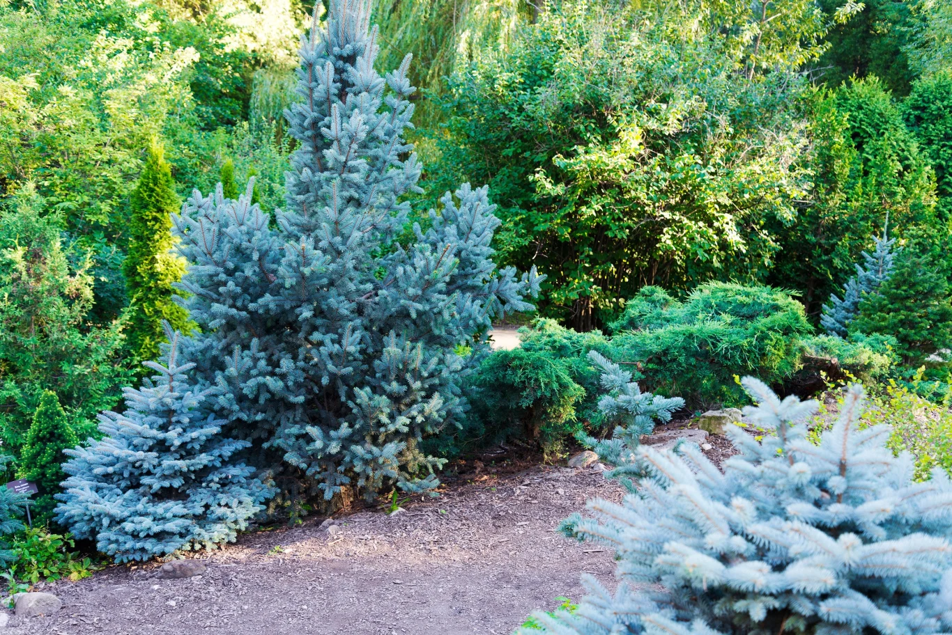 Świerk niebieski przyciąga uwagę, dzięki niepowtarzalnej barwie