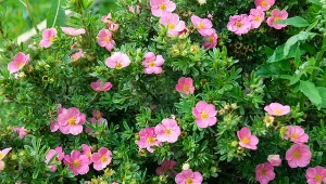 Pięciornik krzewiasty to znany i chętnie uprawiany krzew, który wyróżnia się wyjątkowo długim i obfitym kwitnieniem.