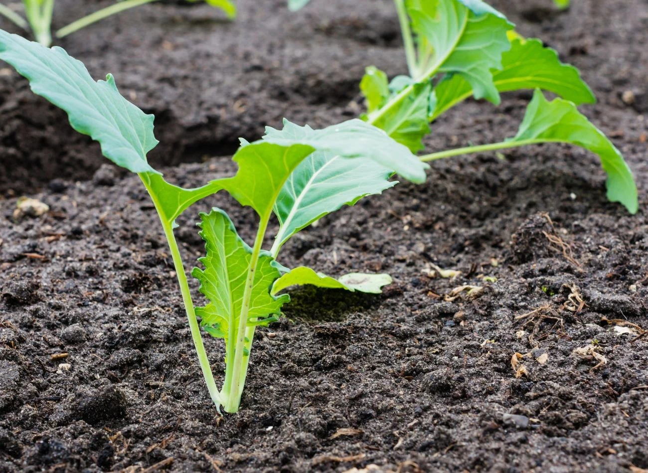Podczas sadzenia kalarepy należy zachować odpowiednie odstępy
