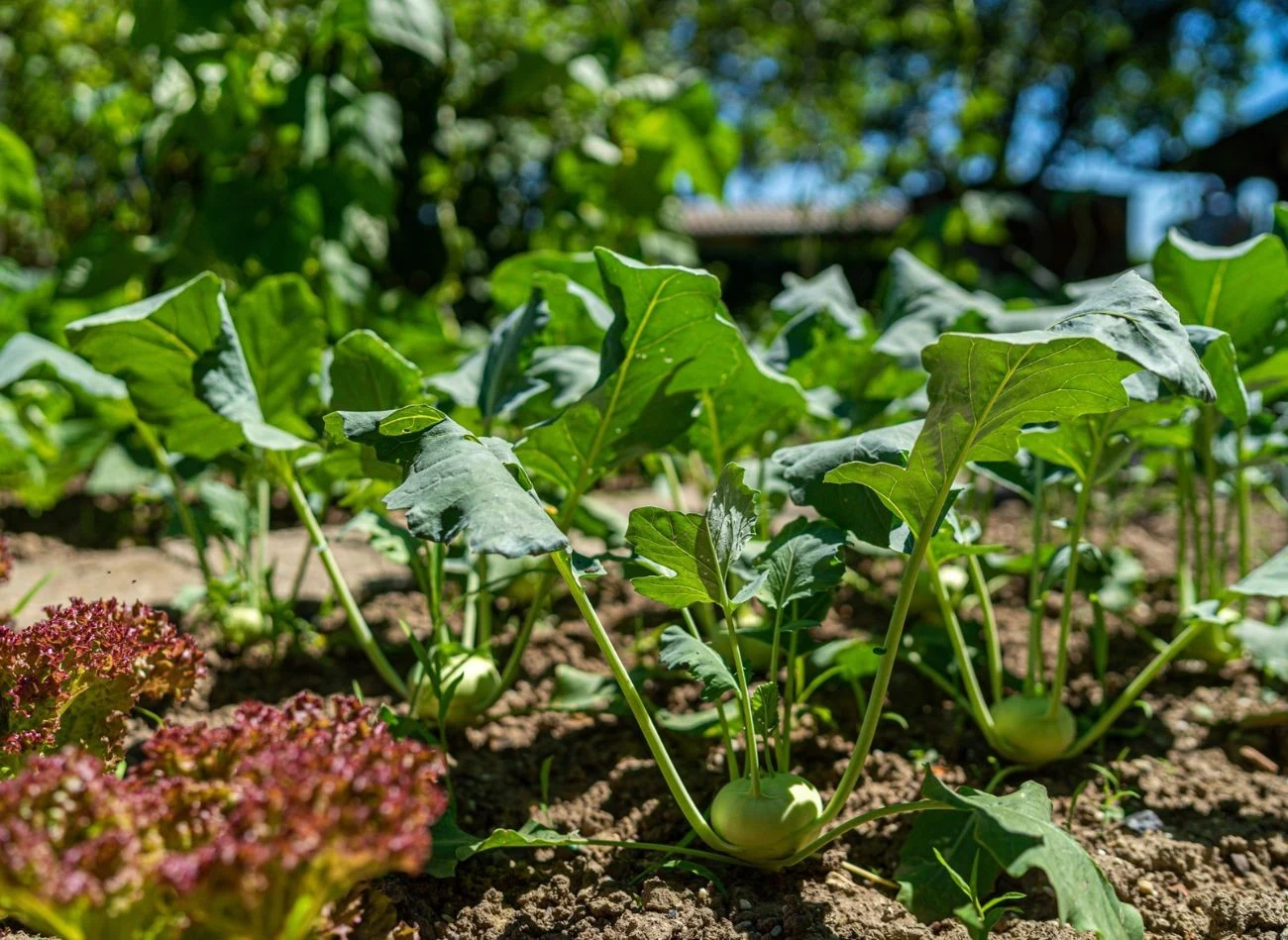 Kalarepa jest niskokaloryczna, ma dużo witaminy C