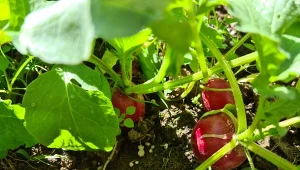 Jesienna uprawa rzodkiewki jest łatwiejsza niż myślisz.