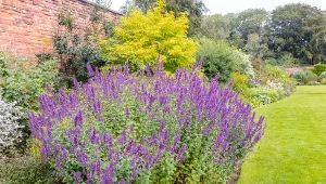 Te kwiaty zachwycają swoim kwitnieniem przez długie miesiące.