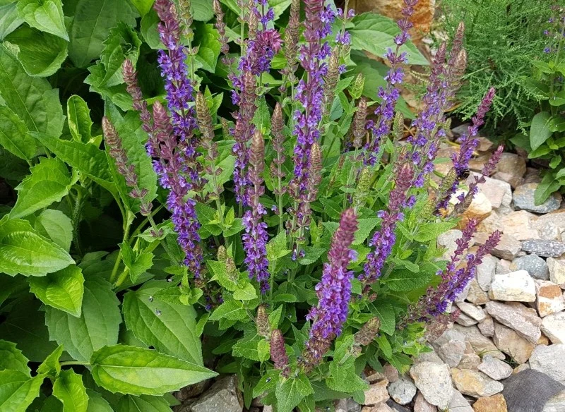 Szałwia omszona kwitnie długo, a swoim wyglądem przypomina lawendę