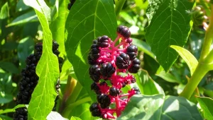 Szkarłatka chińska (Phytolacca polyandra) to oryginalna roślina, która zdobi ogród do jesieni.