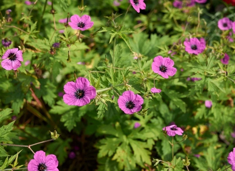 Bodziszek armeński należy do kwiatów długo kwitnących, zdobi ogród od czerwca aż do sierpnia
