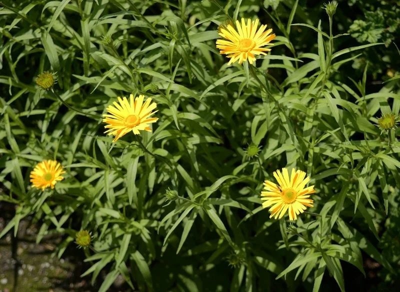 Kołotocznik wierzbolistny kwitnie całe lato, a jego żółte kwiaty przypominają stokrotki