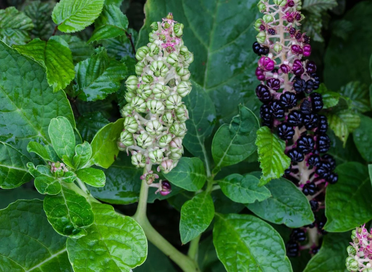 Szkarłatka chińska kiwiinie do jesieni, na końcu zawiązując oryginalne owoce
