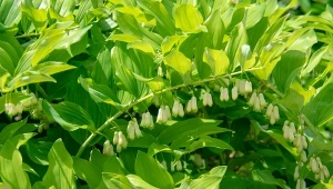 Kokoryczka olbrzymia jest idealna roślina do zacienionego ogrodu.