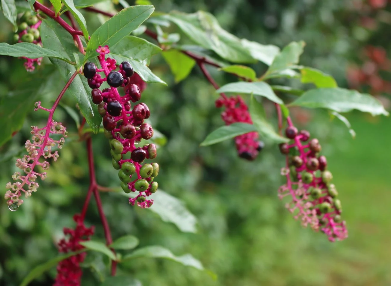 Szkarłatka dobrze prezentuje się przy tarasach i altanach
