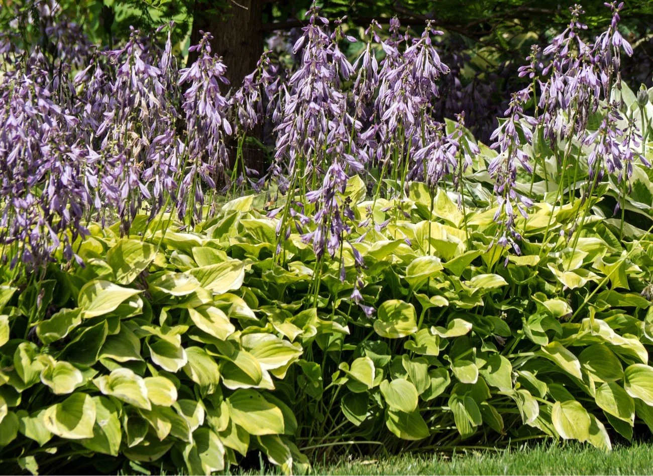 Cień to najlepszy przyjaciel funkii, również tych kwitnących