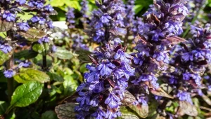 Nadaje się do zadarniania, ale równie dobrze może uzupełnić luki na kwiatowej rabacie. Poznaj najpiękniejsze odmiany dąbrówki rozłogowej.