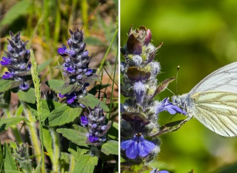 Dąbrówka rozłogowa, okrywowa bylina do ogrodów przyciąga rozmaite motyle