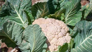 Warto uprawiać w ogrodzie smaczne odmiany kalafiora - to zdrowe warzywo, które tworząc pełną, kształtną różę jednocześnie będzie ozdobą warzywnika.
