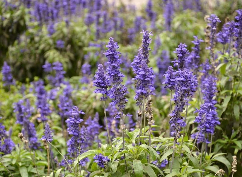 Wśród wielu odmian dąbrówki z pewnością znajdziesz te o wzroście, który pozwoli idealnie zagospodarować puste miejsca w ogrodzie, dodając im stylu,...